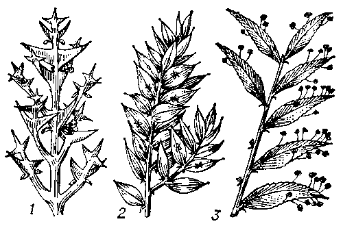 Филлокладии: 1 — у коллекции крестовидной (Colletia cruciata); 2 — у иглицы колючей (Ruscus aculeatus); 3 — у филлантуса красивого (Phyllanthus speciosus).