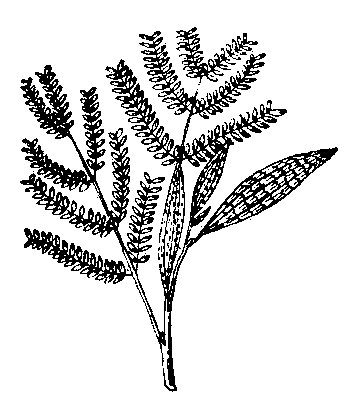 Филлодий у Acacia melanoxylon.