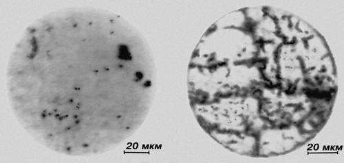 Рис. 9. Микрофотографии нетравленого шлифа металла, снятые металлографическим микроскопом: слева — в светлом поле; справа — с фазово-контрастным устройством.