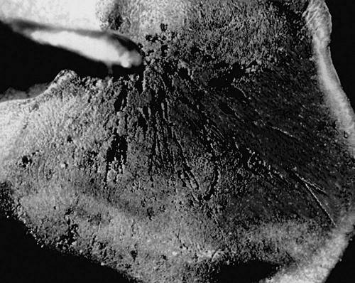 Разбрызганные капли на поверхности одного из экземпляров Сихотэ-Алиньского железного метеоритного дождя.