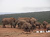Addo Elephant National Park-001.jpg
