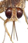 Фотография головы мухи цеце показывающая направленный вперед хоботок.