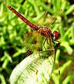 Dragonfly. Libya.jpg