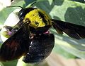 Bumblebee. Libya.jpg