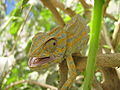Chameleon. Tripolitania.jpg