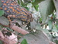 Chameleon Libya.jpg