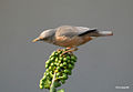Chestnut-tailed Starling I IMG 0638.jpg