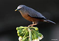 Chestnut-tailed Starling I IMG 2508.jpg