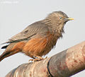 Chestnut tailed Starling- after bath Id IMG 6285.jpg