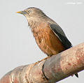 Chestnut tailed Starling- after bath Id IMG 6299.jpg