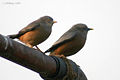 Chestnut tailed Starling I4- Kolkata IMG 7865.jpg