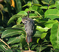 Chestnut tailed Starling I IMG 6365.jpg
