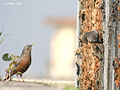 Chestnut tailed starlings - Kolkata looking for a drop of water IMG 6778.jpg