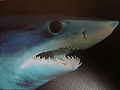 Close up of mako shark head 005.jpg