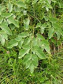 Laserpitium latifolium 2005.08.03 10.55.50.jpg