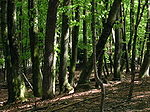 A deciduous beech forest in Slovenia.jpg