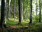 Beech forest Mátra.jpg