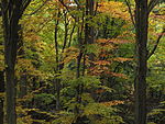 Přírodní rezervace Malý Blaník, koruny stromů.JPG