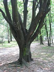 Park Zachodni we Wrocławiu 13.jpg