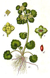 Chrysosplenium alternifolium Sturm62.jpg