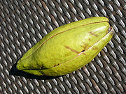 Ceiba pentandra fruit out hg.jpg