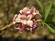 Daphne mezereum flowers bialowieza beentree.jpg