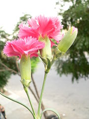Dianthus schabaud.JPG