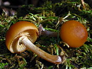 Два грибы, с коричнево-оранжевыми шляпками, положенными на бок. На одном грибе видны светло-коричневоые пластинки и ножка, беловатой возле верхушки и светло-коричневой внизу. На ножке близко к шляпке находятся тканное, беловато-коричневое кольцо.