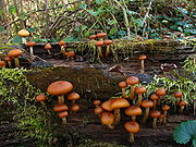 Несколько десятков коричневато-оранжевых грибов разных размеров, растущие на гниющем бревне, покрытом мхом. Шляпки грибов свернуты внутрь и стоят на ножках, которые варьируются по цвету от беловатого до светло оранжево-коричневого. Верхняя часть некоторых ножек покрыта маленькими темно-оранжевыми кольцами.