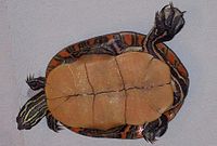 The under shell(plastron) of a southern painted turtle
