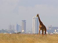 Giraffe - Skyline - Nairobi - Park.jpg