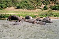 Hippos Uganda.jpg