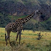 Maasai giraffe.jpg