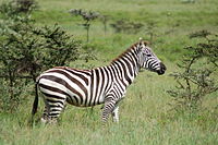 Zebra 1424.jpg