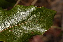 Mahonia aquifolium 2772.JPG