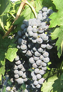 Гроздь винограда сорта Мерло