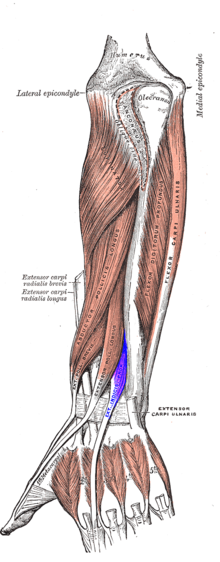 Extensor indicis muscle.png
