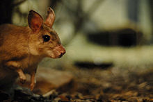 Malagasy Giant Rat (Hypogeomys antimena).jpg