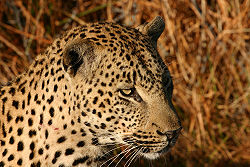 African Leopard Chitwa South Africa Luca Galuzzi 2004.JPG