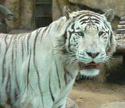 Moscow zoo white tiger.jpg
