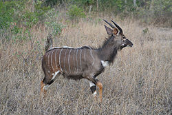 South African Safari Wildlife1.jpg
