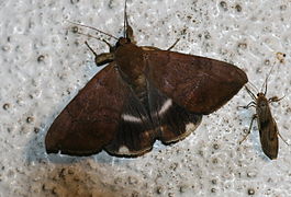Achaea serva (Noctuidae Catocalinae).jpg