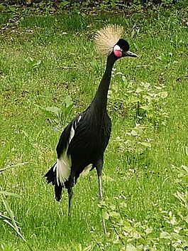 Black crowned crane in zoo tierpark friedrichsfelde berlin germany.jpg
