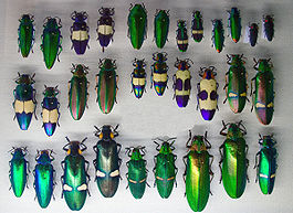 Buprestidae-1.jpg