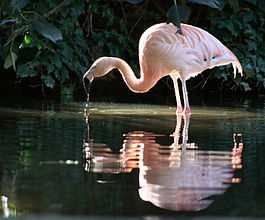 Chilean Flamingo-Adelaide Zoo.jpg