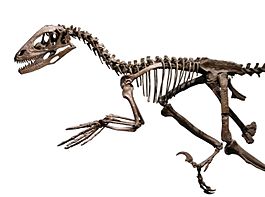 Deinonychus skeleton FMNH.jpg