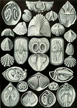 Плеченогие. E. Haeckel, "Kunstformen der Natur" (1904), plate 97: Spirobranchia