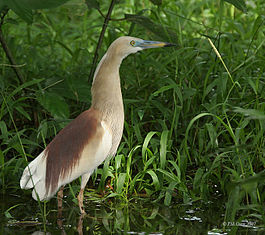 Indian Pond Heron I IMG 8842.jpg