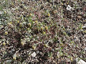 Alyssum desertorum var desertorum 1.jpg