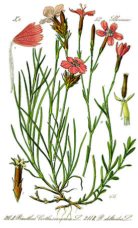Illustration Dianthus deltoides1.jpg